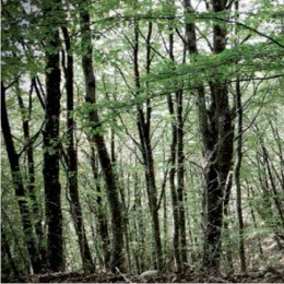 Naturalmente ecocompatibili 